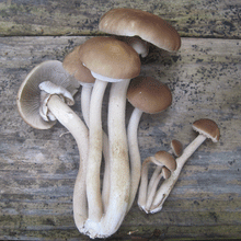 Load image into Gallery viewer, Black Poplar &quot;Piopinno&quot; Sawdust Spawn - (Agrocybe aegerita)