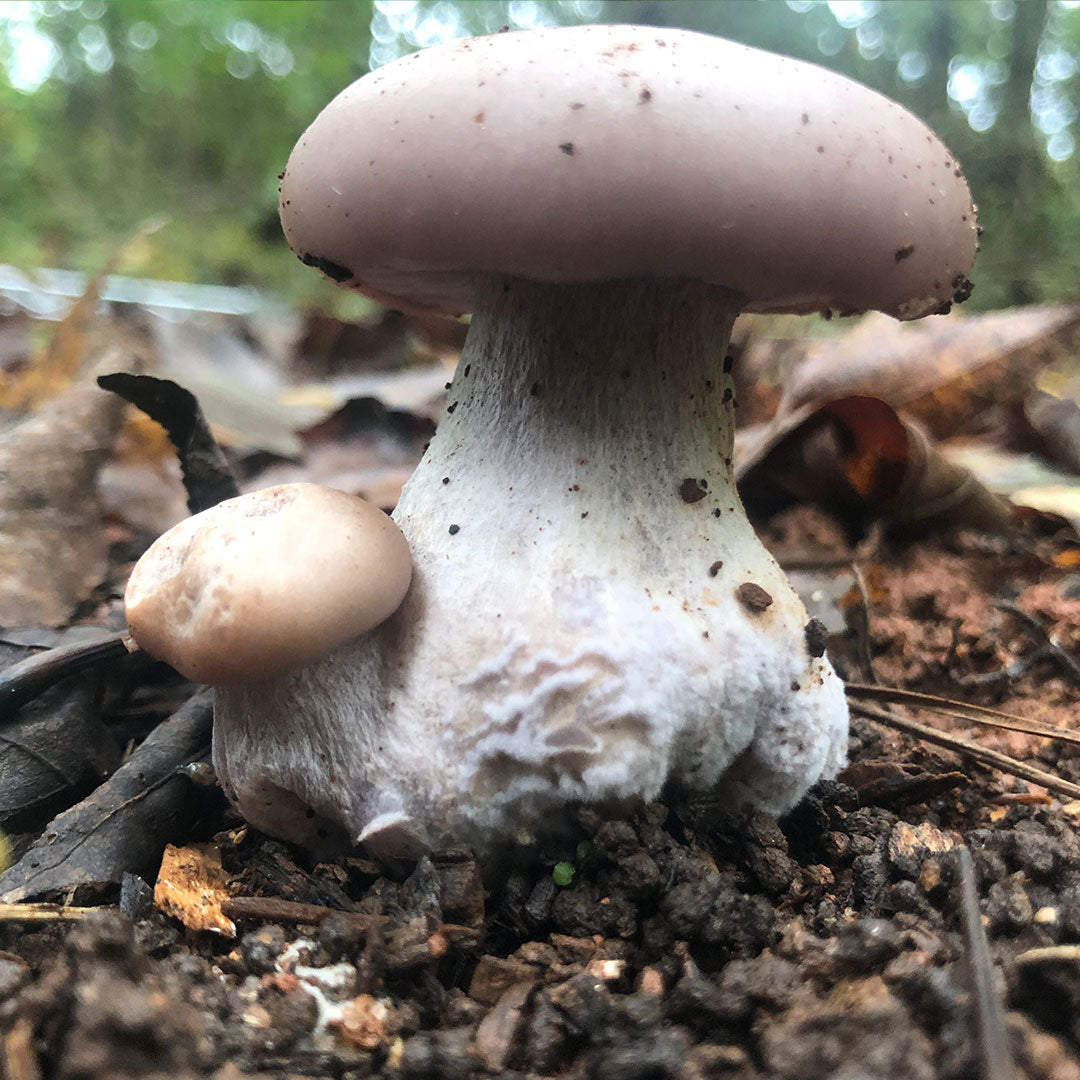 Bluefoot - (L. sordida) Sawdust Spawn- 5lb