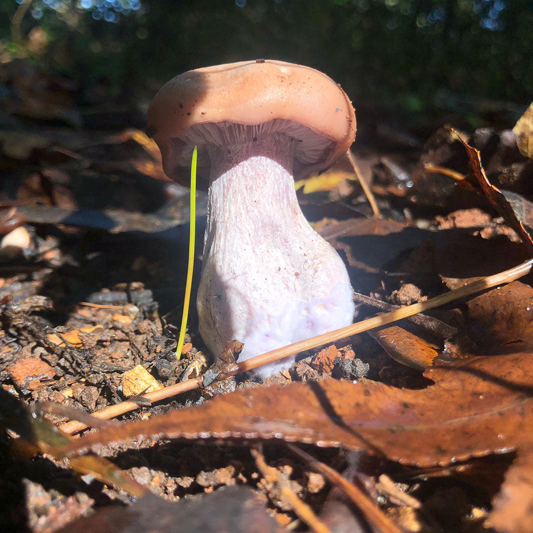 Bluefoot - (L. sordida) Sawdust Spawn- 5lb