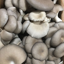 Load image into Gallery viewer, Mushroom Plugs - 1000 count