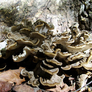 Maitake, Hen of the Woods - (Grifola frondosa) Sawdust Spawn - 5lb