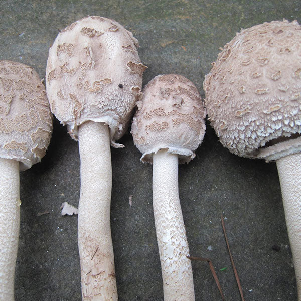 Parasol - (Amerilepiota procera) - 5lb