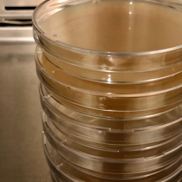 Malt Extract Agar Plates - 20 count