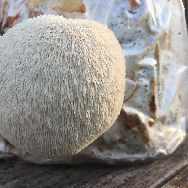 Lion's Mane Pom Pom Mushroom at Wayside Gardens