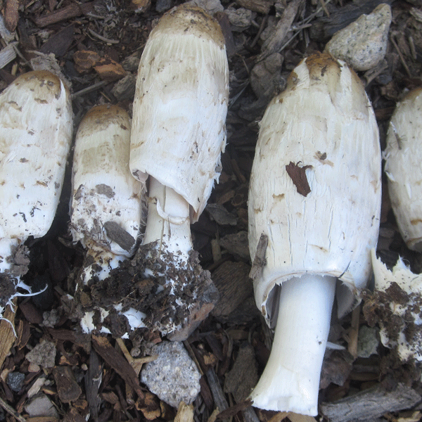 Shaggy Mane - (Coprinus comatus) Sawdust Spawn - 5lb