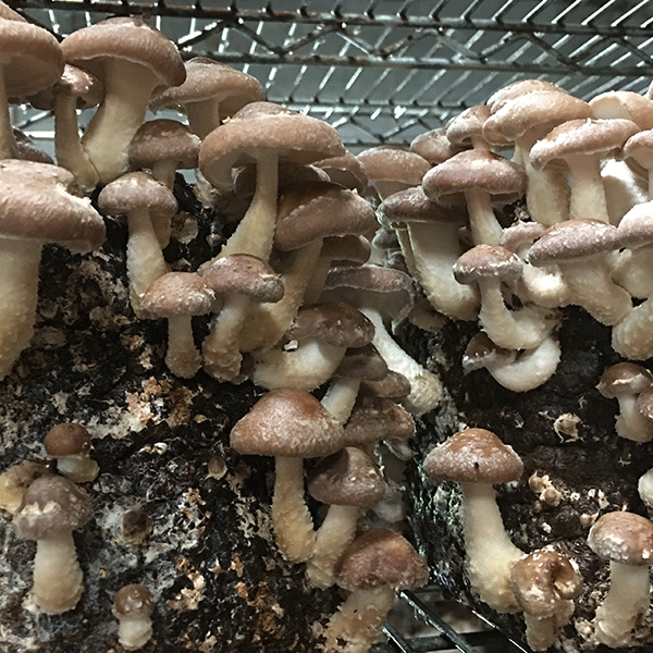 Buy Shiitake Mushrooms Online in Bulk at Mount Hope Wholesale