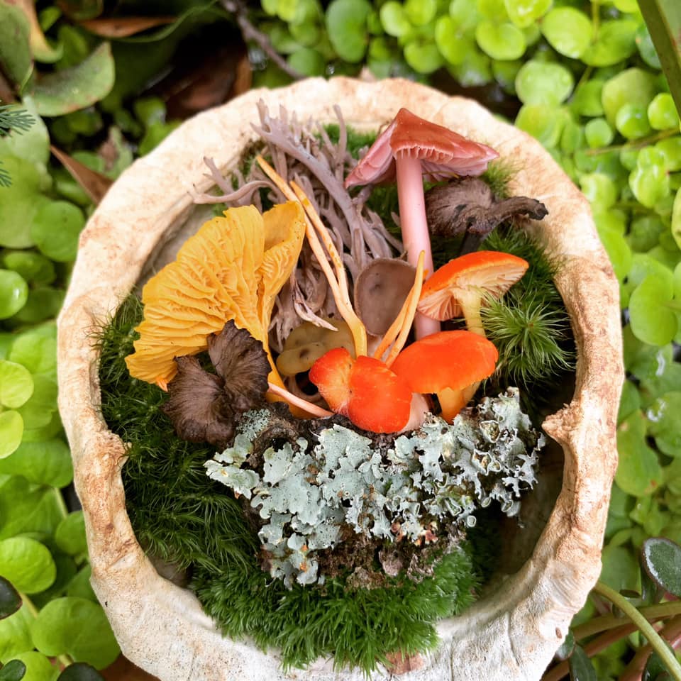 Mushroom Hunting Made Easy: Learn to Identify Edible Wild Mushrooms (Live Online Class)