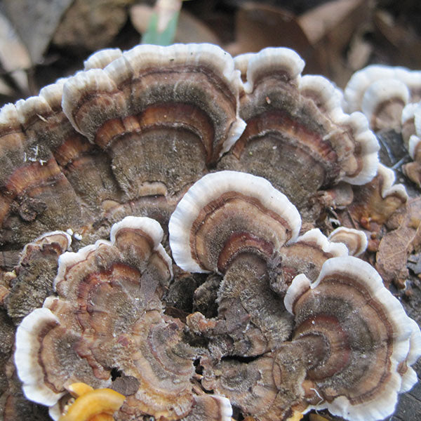 Turkey Tail Sawdust Spawn- (Trametes versicolor) - 5lb