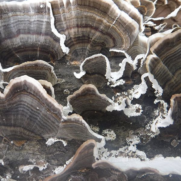 Turkey Tail Sawdust Spawn- (Trametes versicolor) - 5lb