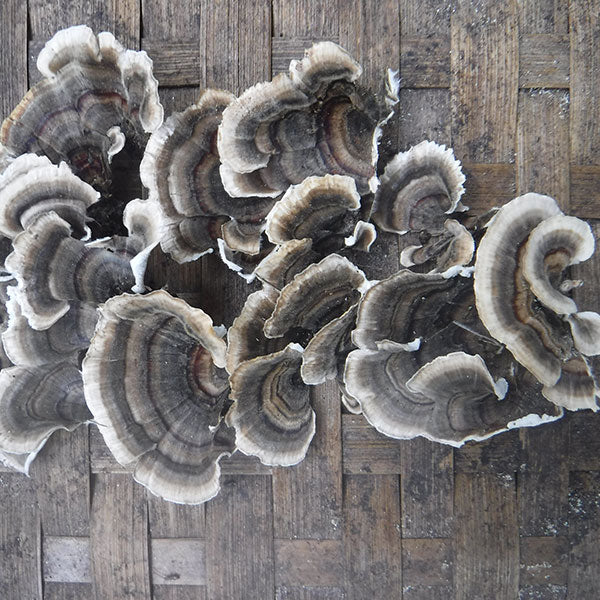 Turkey Tail Sawdust Spawn- (Trametes versicolor) - 5lb