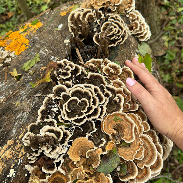 Medicinal Dried Mushrooms