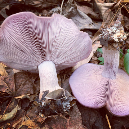 Blewit “Lepista nuda” Living Mulch