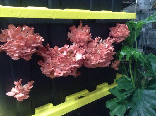 Spring Mushroom Cultivation Workshop - 3/21/26