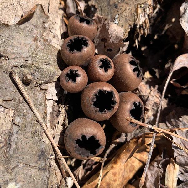 Devil's Urn Plug Spawn - (Urnula craterium)