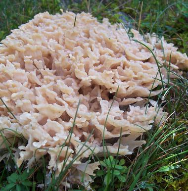 Wild Mushroom Food Safety Certification - SOUTH CAROLINA - SEPT 13-14, 2025