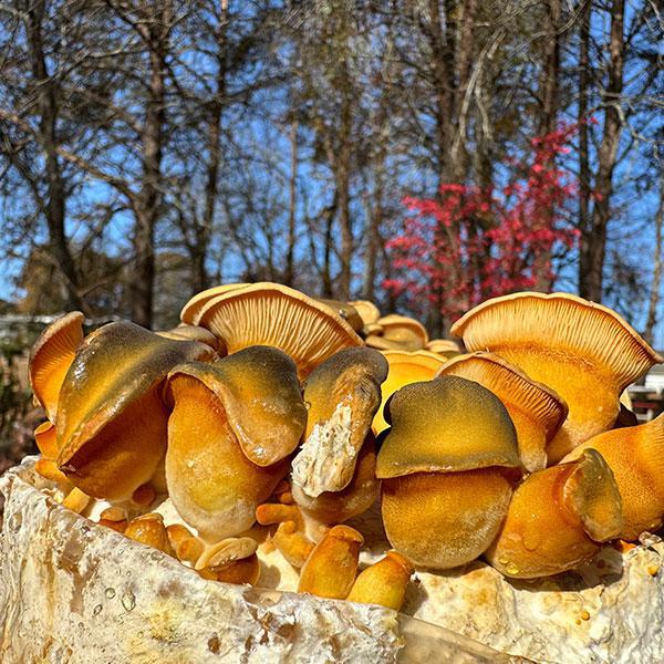 Late Fall Olive Oysterling / Mukitake Plug Spawn - (Sarcomyxa serotina)