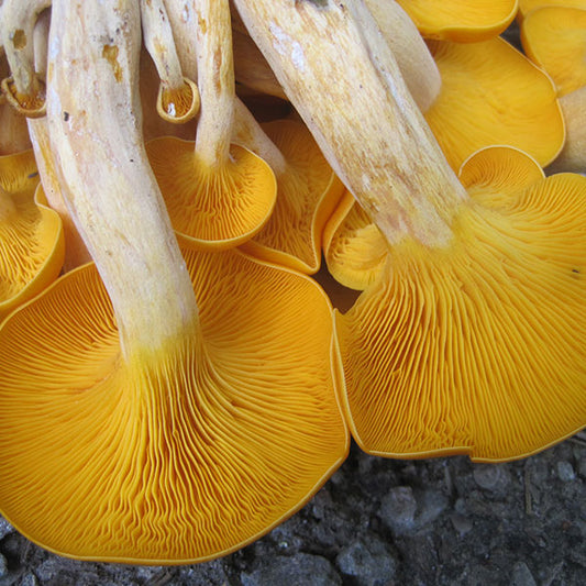 Jack'O’Lantern Plugs - (Omphalotus olearius)
