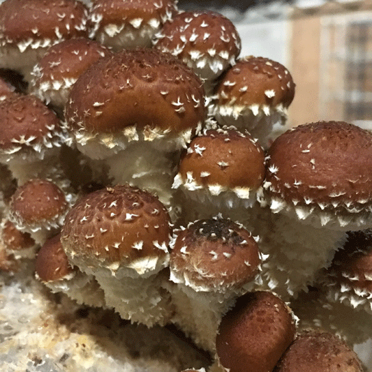 Fall Mushroom Cultivation Workshop - AUG 9, 2025