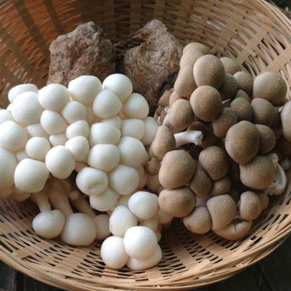 Fall Mushroom Cultivation Workshop - AUG 9, 2025