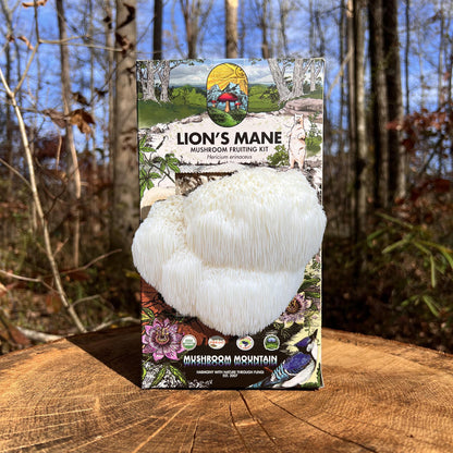 Lion's Mane Mushroom Fruiting Kit