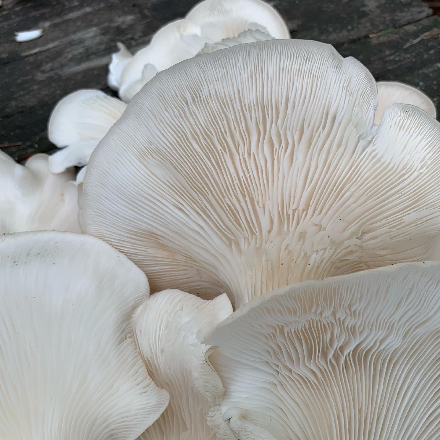 Oyster Mushroom Sawdust Spawn  - (Pleurotus spp.) - 5lb