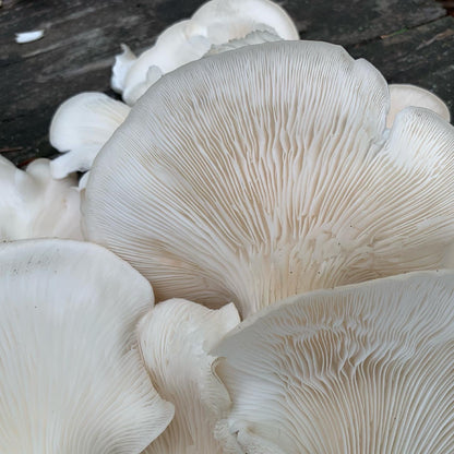 Oyster Mushroom Sawdust Spawn  - (Pleurotus spp.) - 5lb