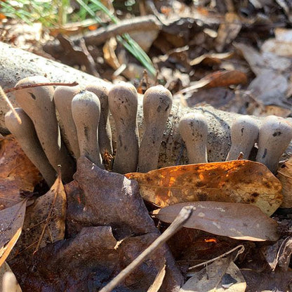 Devil's Urn Plug Spawn - (Urnula craterium)