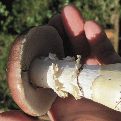 Spring Mushroom Cultivation Workshop - APR 5, 2025