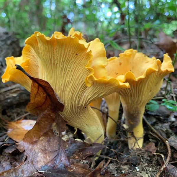 Edible Wild Mushroom ID - Southeast Fall Season (Online Class) - SEPT 19, 2024