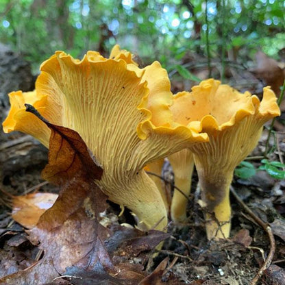 Wild Mushroom Foraging Certification Course (SC, NC, GA, VA, AL, PA, NY, RI) – 5-Year State-Approved Permit Training - March 14-15, 2026