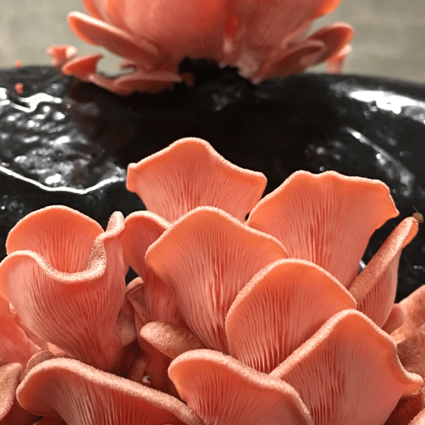 Spring Mushroom Cultivation Workshop - APR 5, 2025