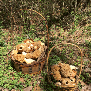 Wild Mushroom Food Safety Certification - NEW YORK - MAY 31 - JUNE 1, 2025