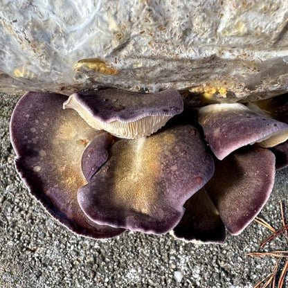 Toliq hamshiralar bilan jinsiy aloqa Ota homilador qizini sikadi