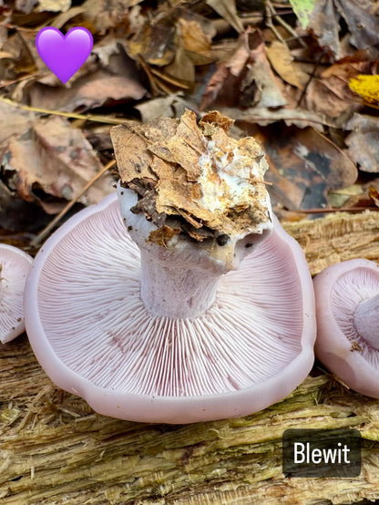 Wild Mushroom Food Safety Certification (Online) – 5-Year State-Approved Permit Training | April 25–26, 2026