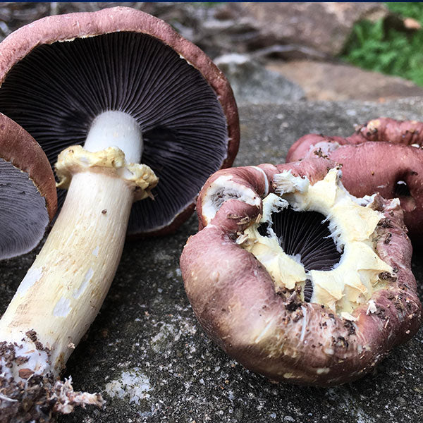 King Stropharia “Clemson” - Garden Giant - (S. rugoso-annulata) - 5lb