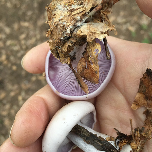 *Pre-order* Blewit Living Mulch (Lepista nuda) - 5lb