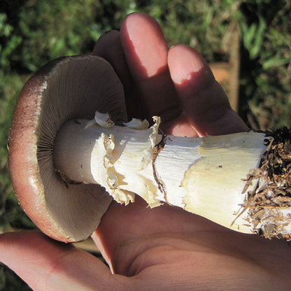 King Stropharia “Clemson” - Garden Giant - (S. rugoso-annulata) - 5lb