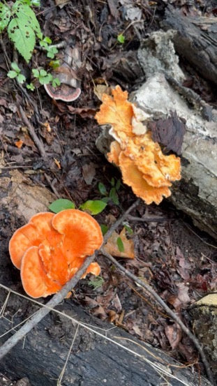 Chicken of the Woods (Laetiporus spp.) Mushroom Fruiting Logs
