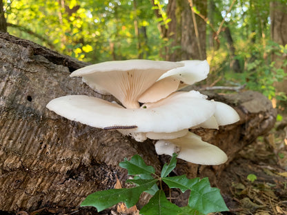 Oyster Mushroom Plug Spawn - (Pleurotus spp.)