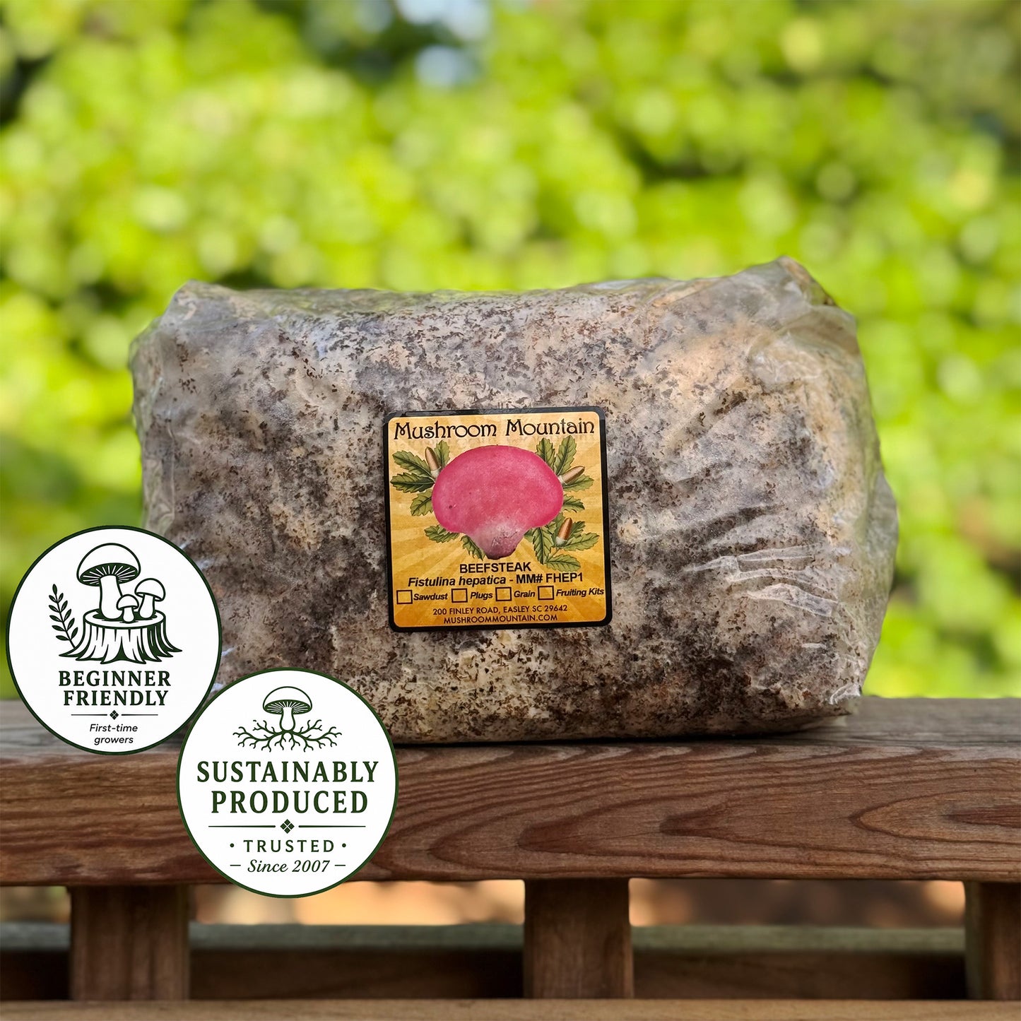 Beefsteak Sawdust Spawn - (Fistulina hepatica ) - 5lb