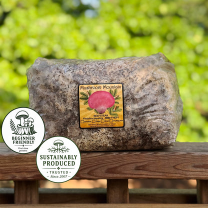 Beefsteak Sawdust Spawn - (Fistulina hepatica ) - 5lb