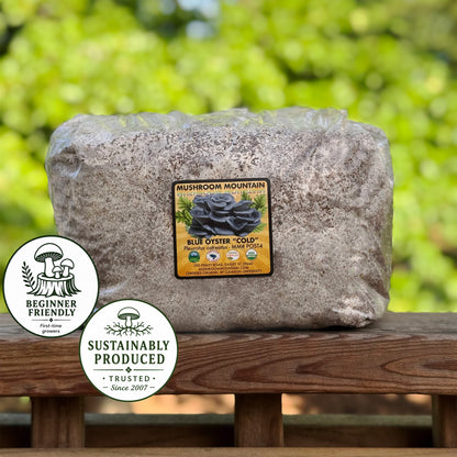 Oyster Mushroom Sawdust Spawn  - (Pleurotus spp.) - 5lb