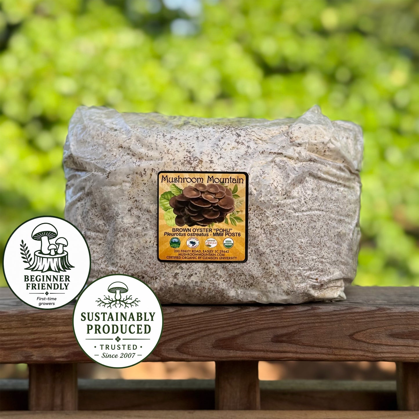 Oyster Mushroom Sawdust Spawn  - (Pleurotus spp.) - 5lb