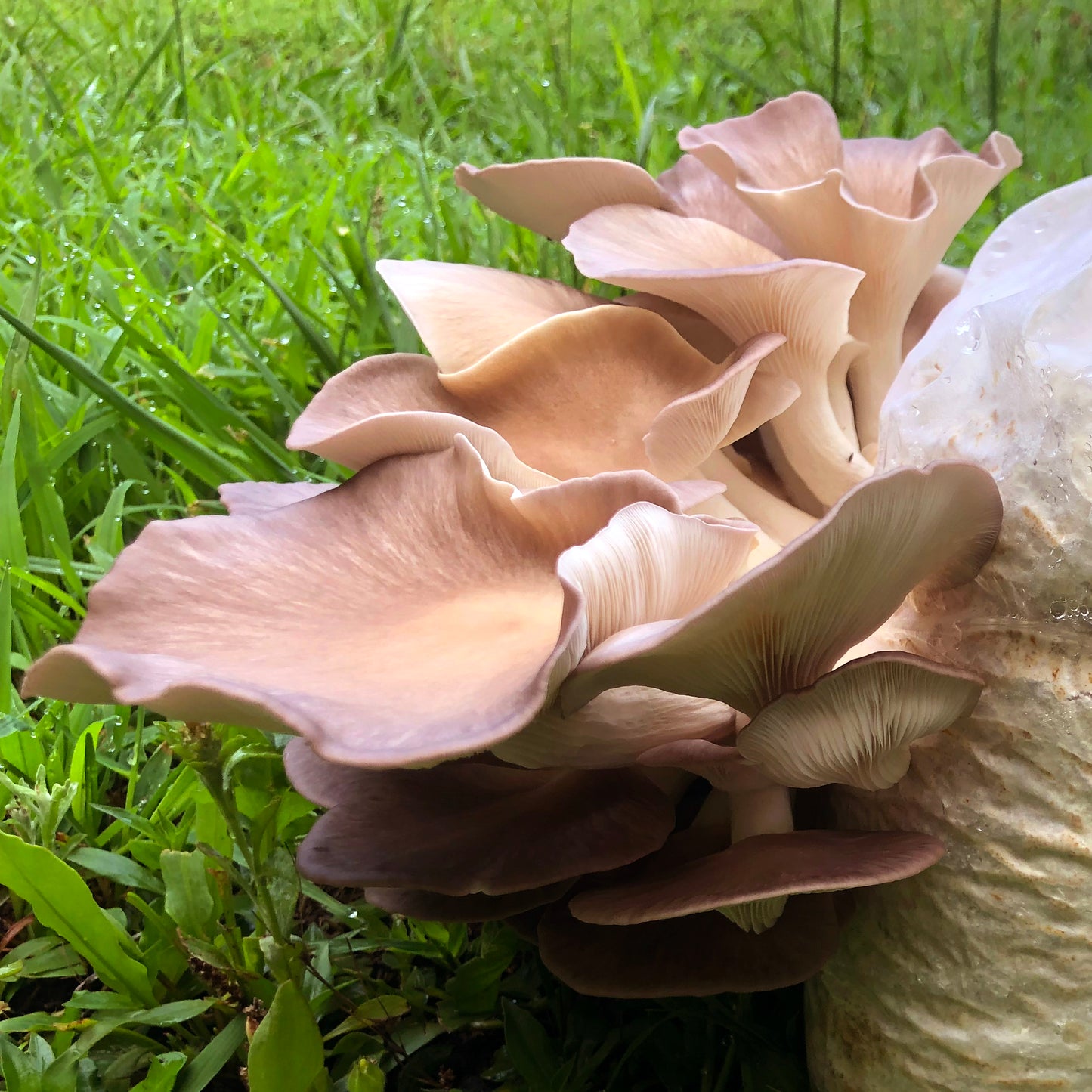 Oyster Mushroom Plug Spawn - (Pleurotus spp.)