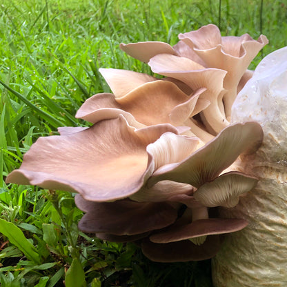 Oyster Mushroom Sawdust Spawn  - (Pleurotus spp.) - 5lb