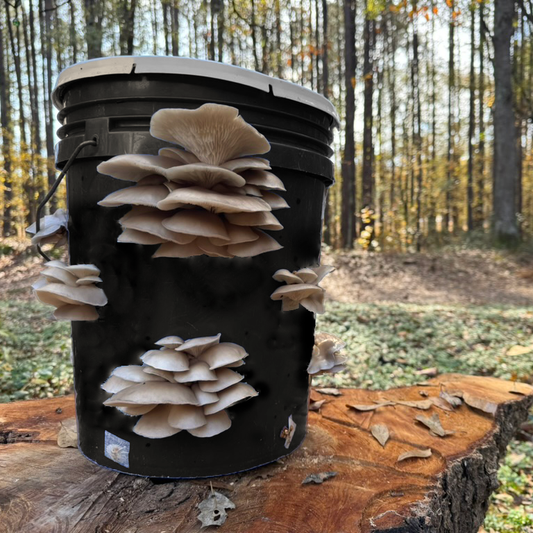 MyShroomyGarden™: Build Your Own Oyster Mushroom Bucket - 2/7/2026