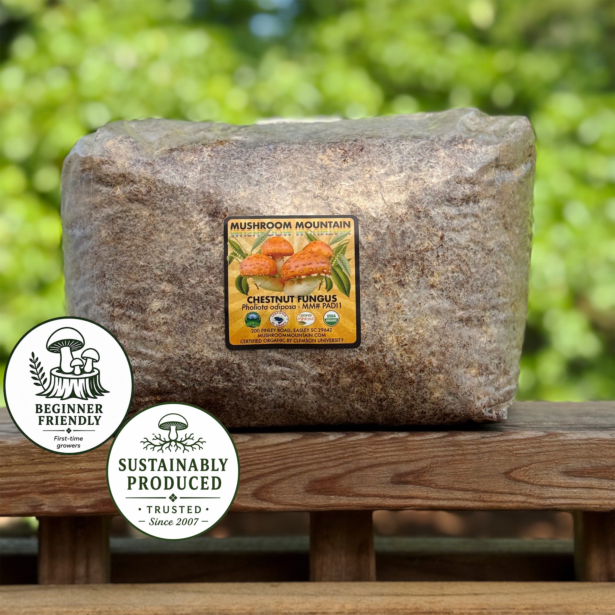 Chestnut Mushroom Sawdust Spawn – Grow Pholiota adiposa – Mushroom