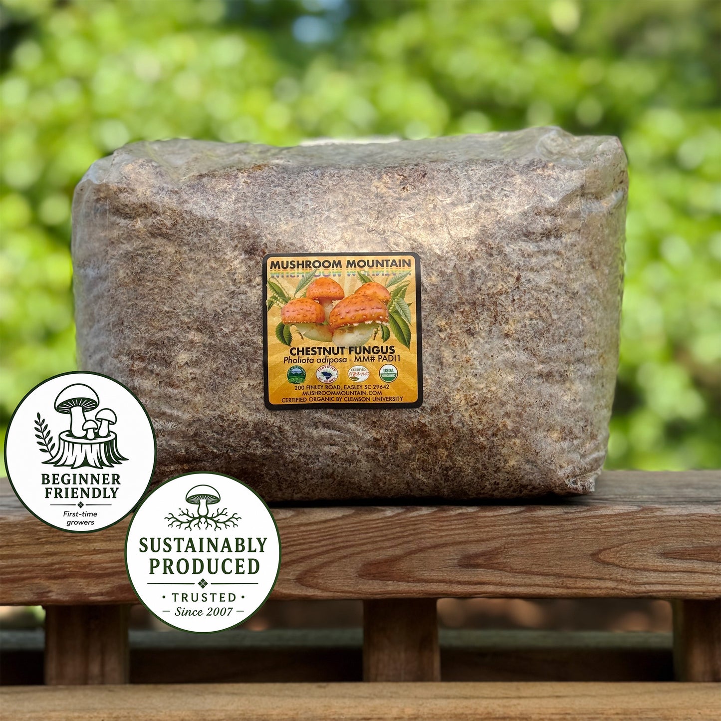 Chestnut Fungus Sawdust Spawn - (Pholiota adiposa) - 5lb