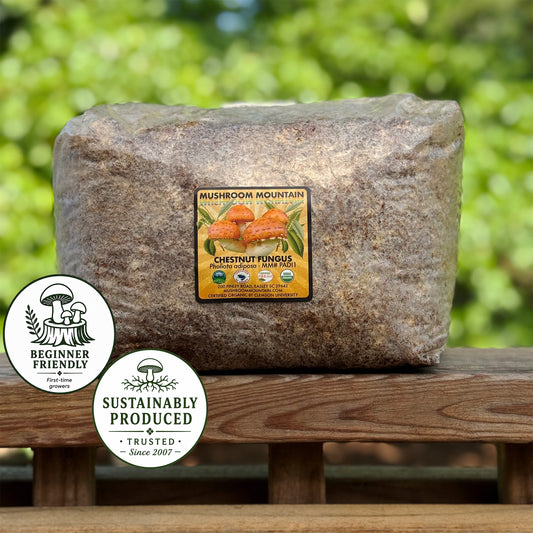 Chestnut Fungus Sawdust Spawn - (Pholiota adiposa) - 5lb