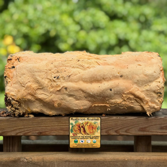 Chicken of the Woods (Laetiporus spp.) Mushroom Fruiting Logs